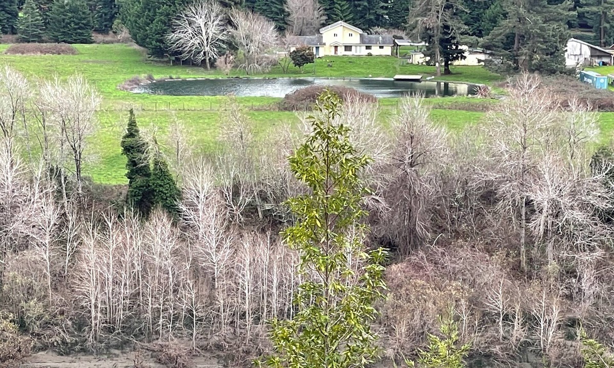 Scotia House | Comfortable home near the Avenue of the Giants with large pond on the Eel River.