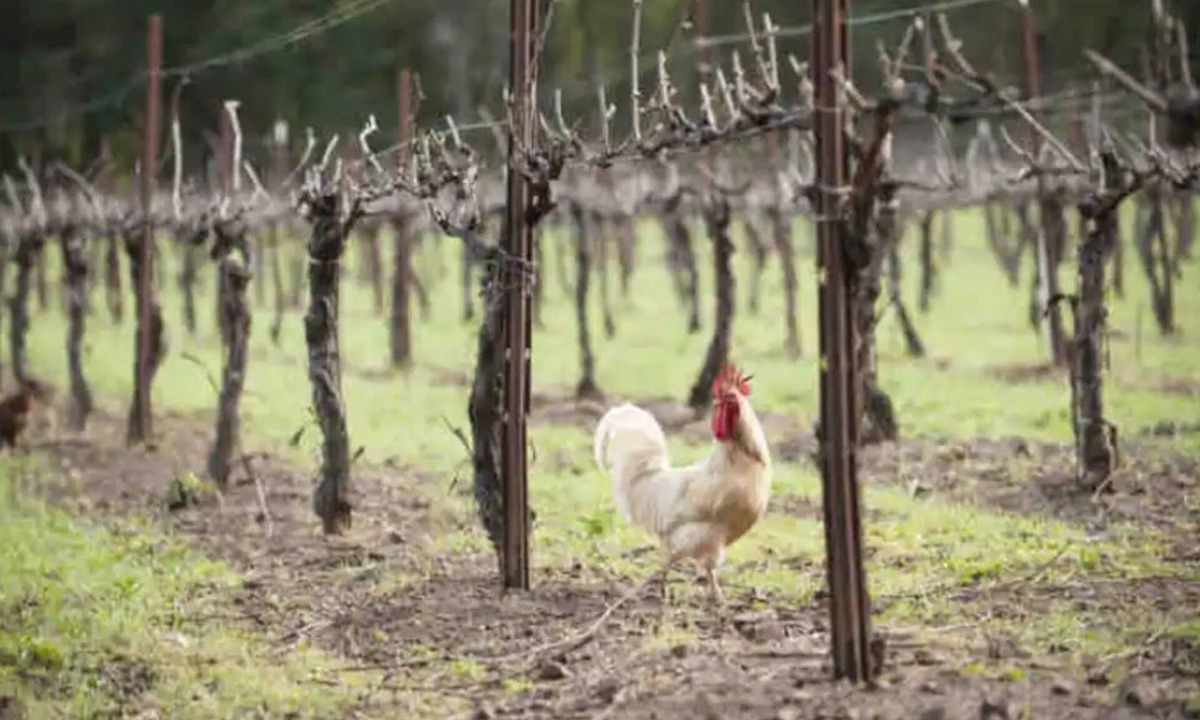 Warner Springs Other | Mountain Vineyard Retreat.