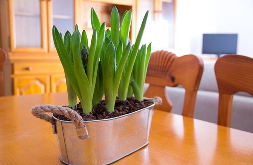 Chulilla Apartment | APARTAMENTO LOS NARCISOS
