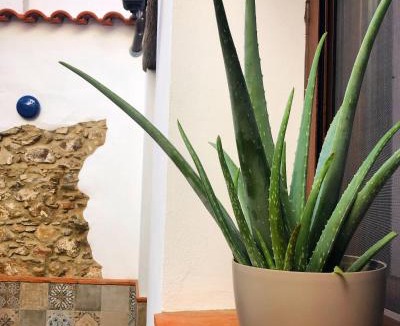 Cumbres de San Bartolome House | Tío Genaro