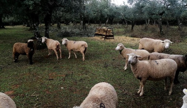 EL VENERO DE MOSTOLES