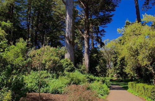 Cole Valley Hotel | Stanyan Park Hotel